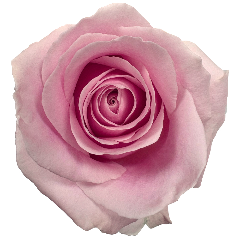 Boeket Pink Avalanche - Afbeelding 3